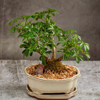 Shefflera Bonsai Tree in a Ceramic Pot Regular Size