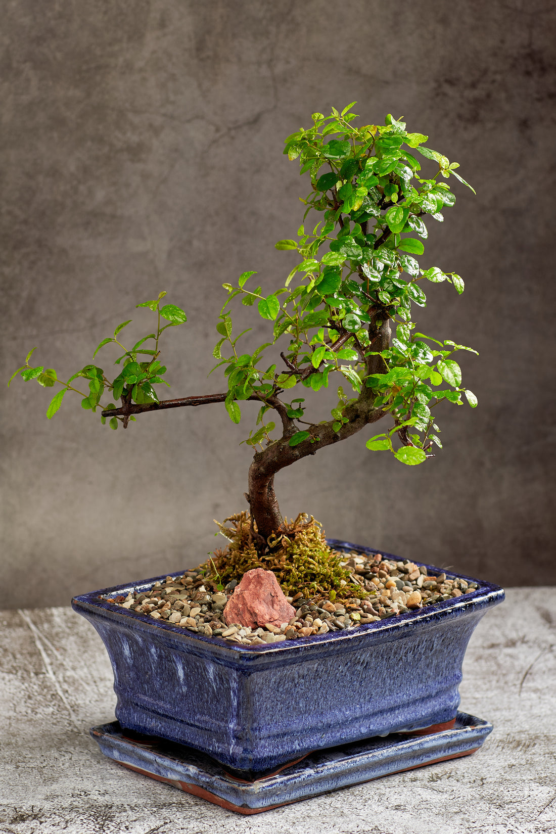 Sweet Plum Bonsai Tree in a Ceramic Pot