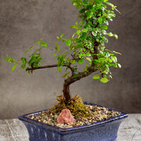 Sweet Plum Bonsai Tree in a Ceramic Pot