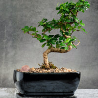 Fukien Tea