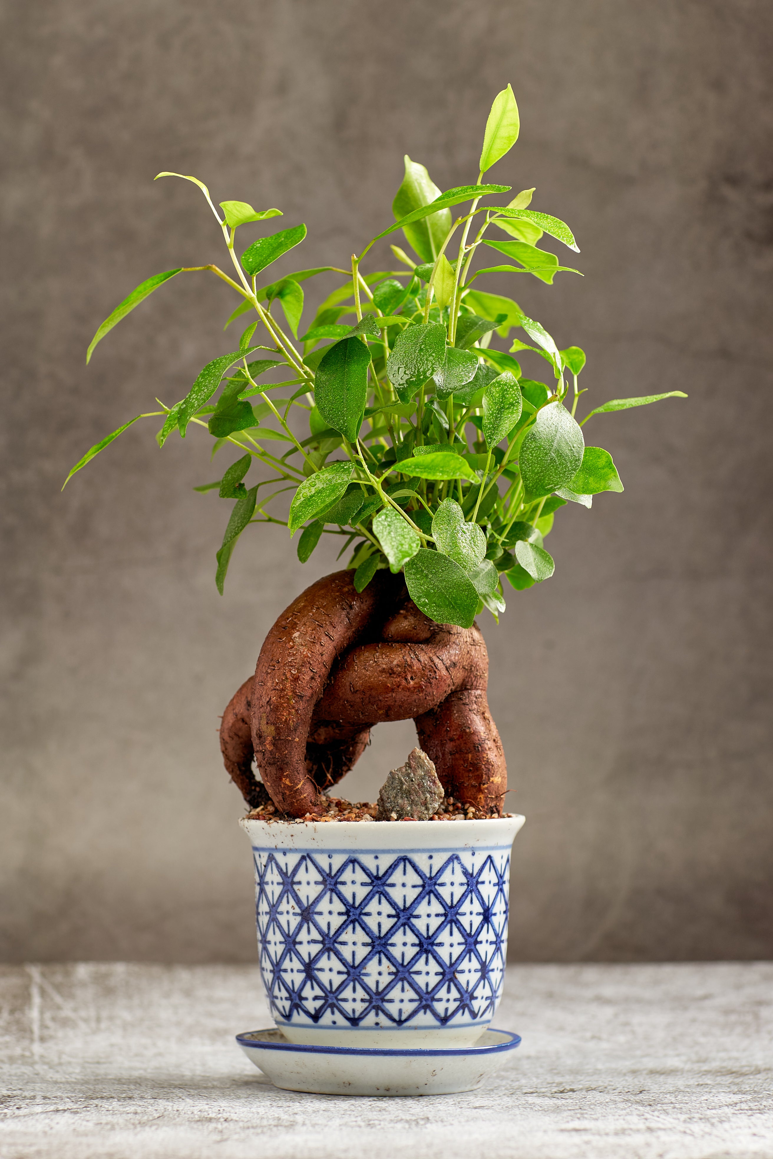 Gorgeous Ginseng – Bonsai Ottawa