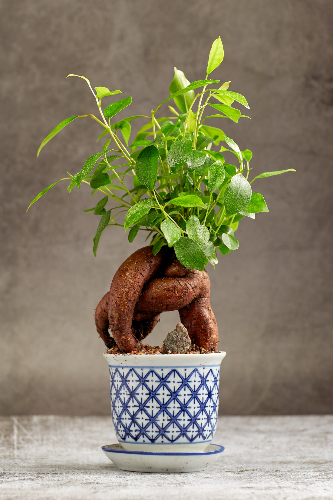 Ginseng Bonsai Tree in a Ceramic Pot