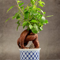 Ginseng Bonsai Tree in a Ceramic Pot