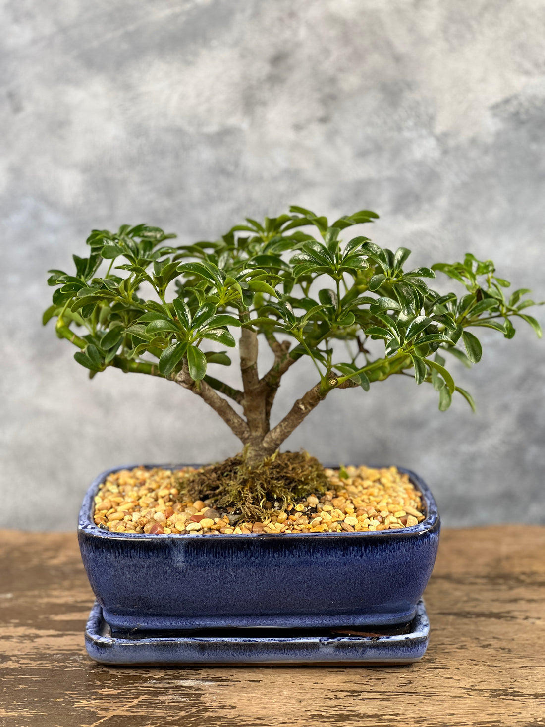 Schefflera large size in a ceramic pot