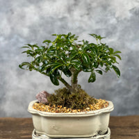 Schefflera Medium in a ceramic pot