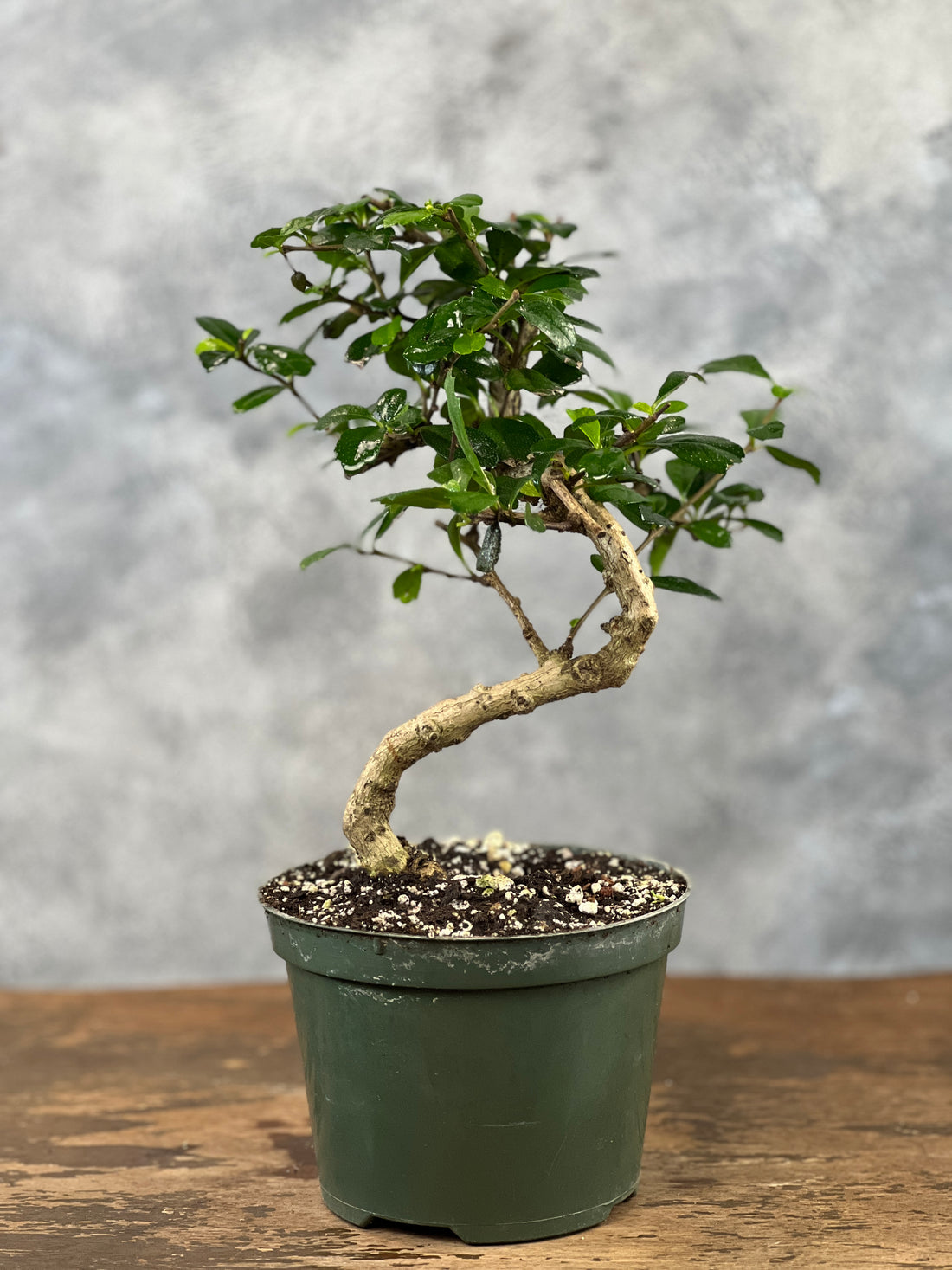 Fukien Tea