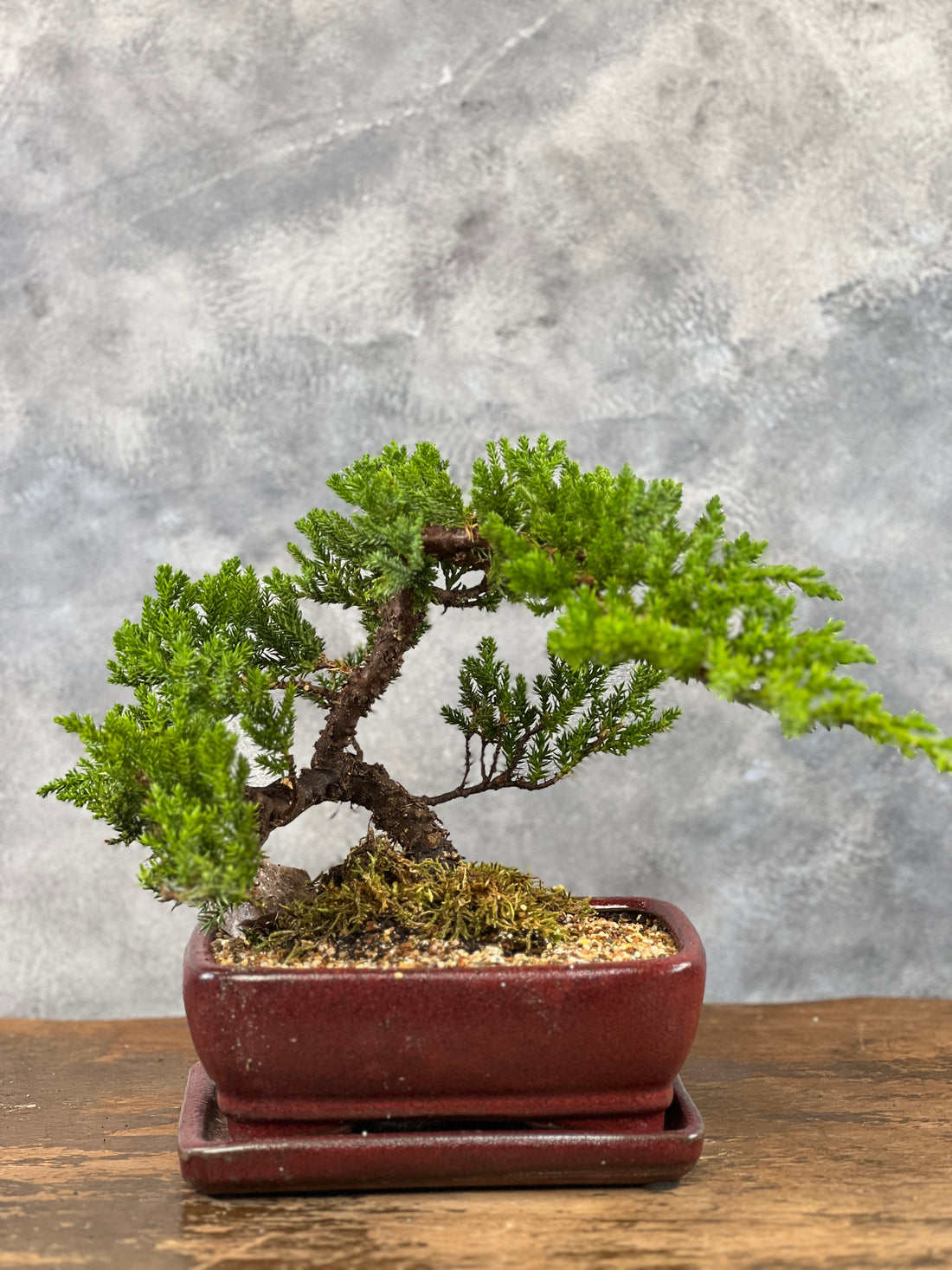 Juniper Bonsai Tree Land/Water Pot - Small (Juniper