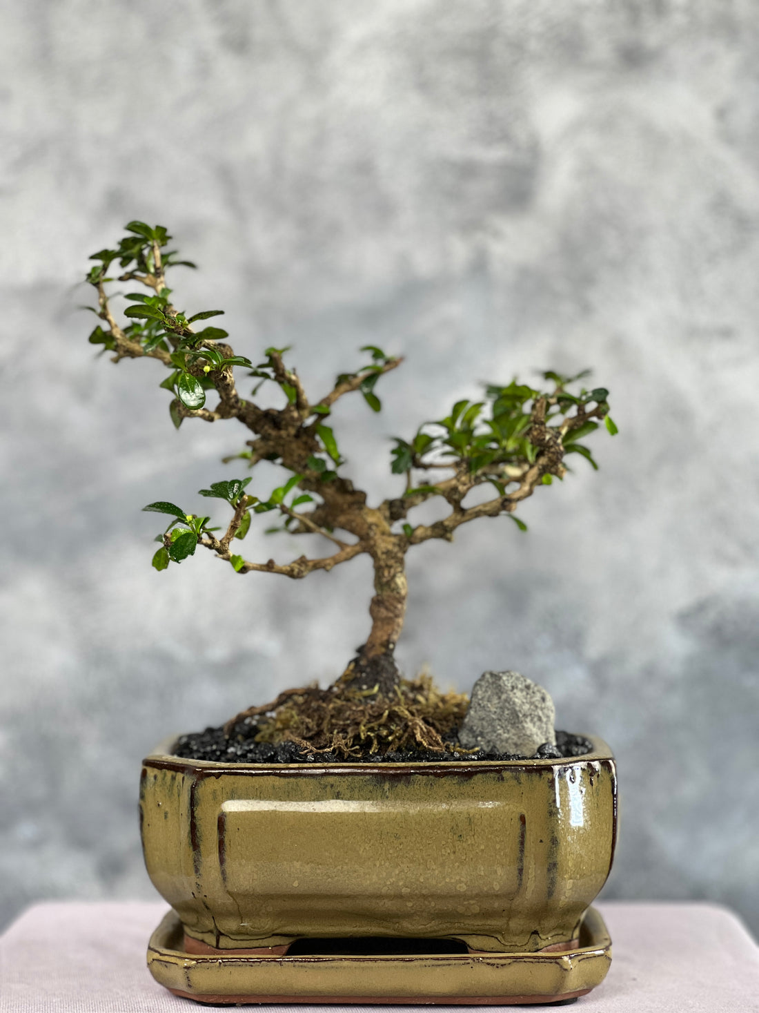 Fukien Tea