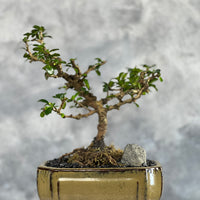 Fukien Tea