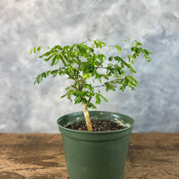 Brazilian Rain in a grow pot buy bonsai online