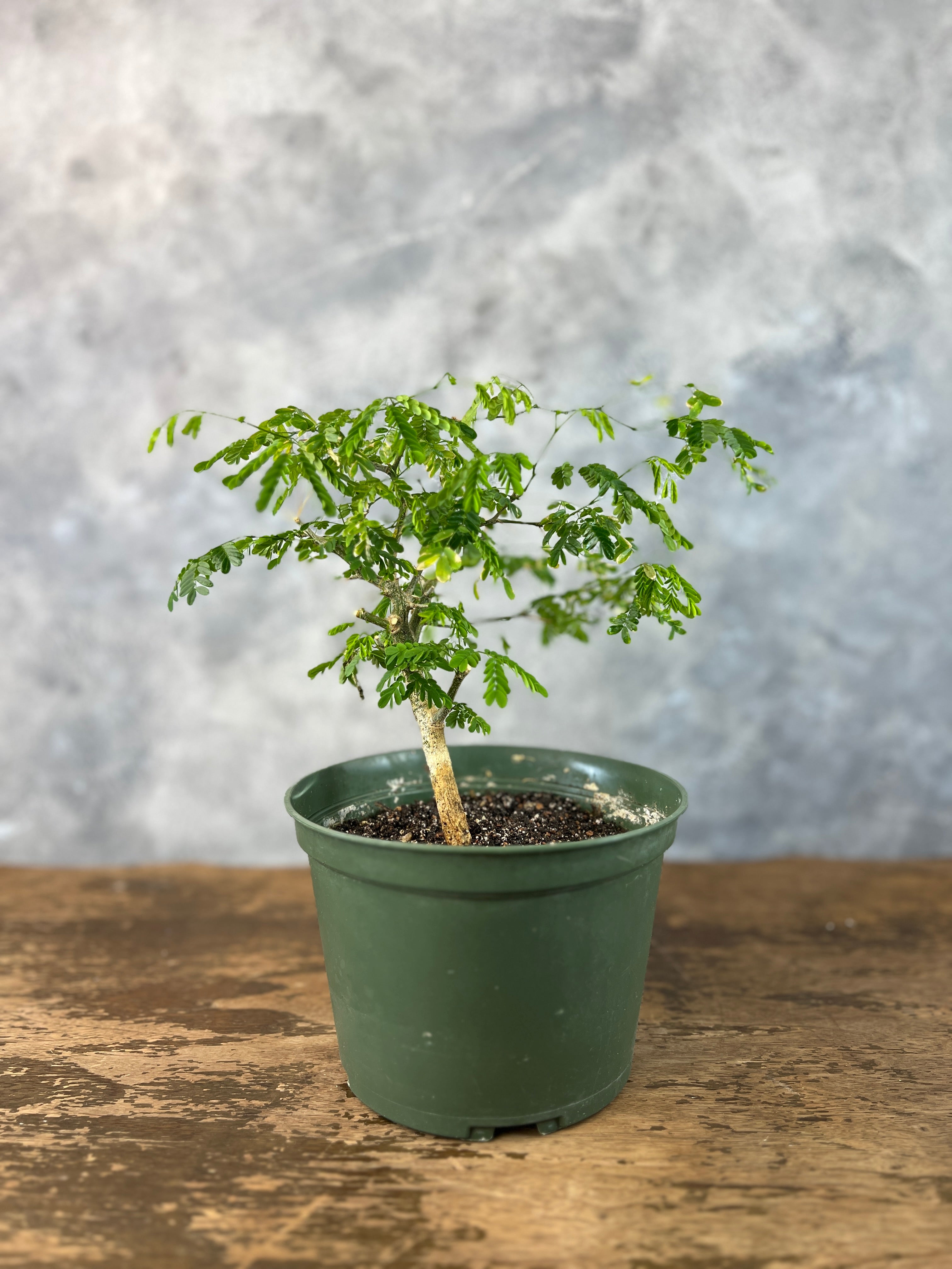 Brazilian Rain Tree Bonsai Bonsai Ottawa