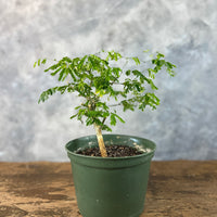 Brazilian Rain in a grow pot buy bonsai online
