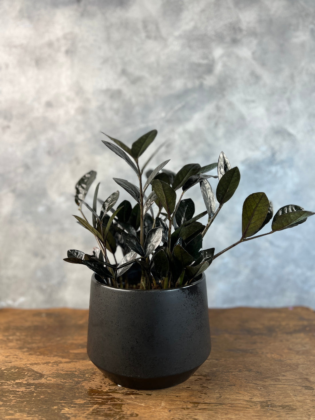 Raven ZZ (Zamioculcas Zamoifolia) Plant in a styled pot