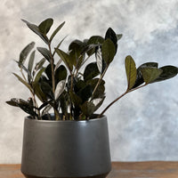 Raven ZZ (Zamioculcas Zamoifolia) Plant in a styled pot