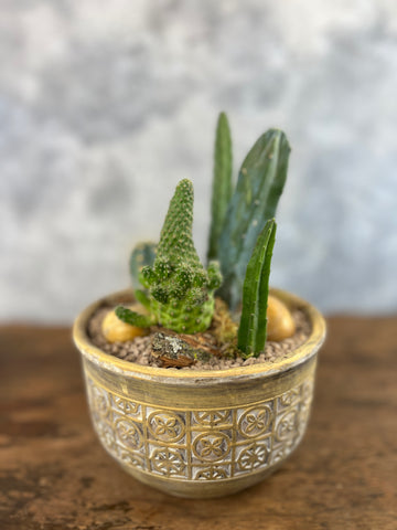 Cacti in a styled pot buy cacti online