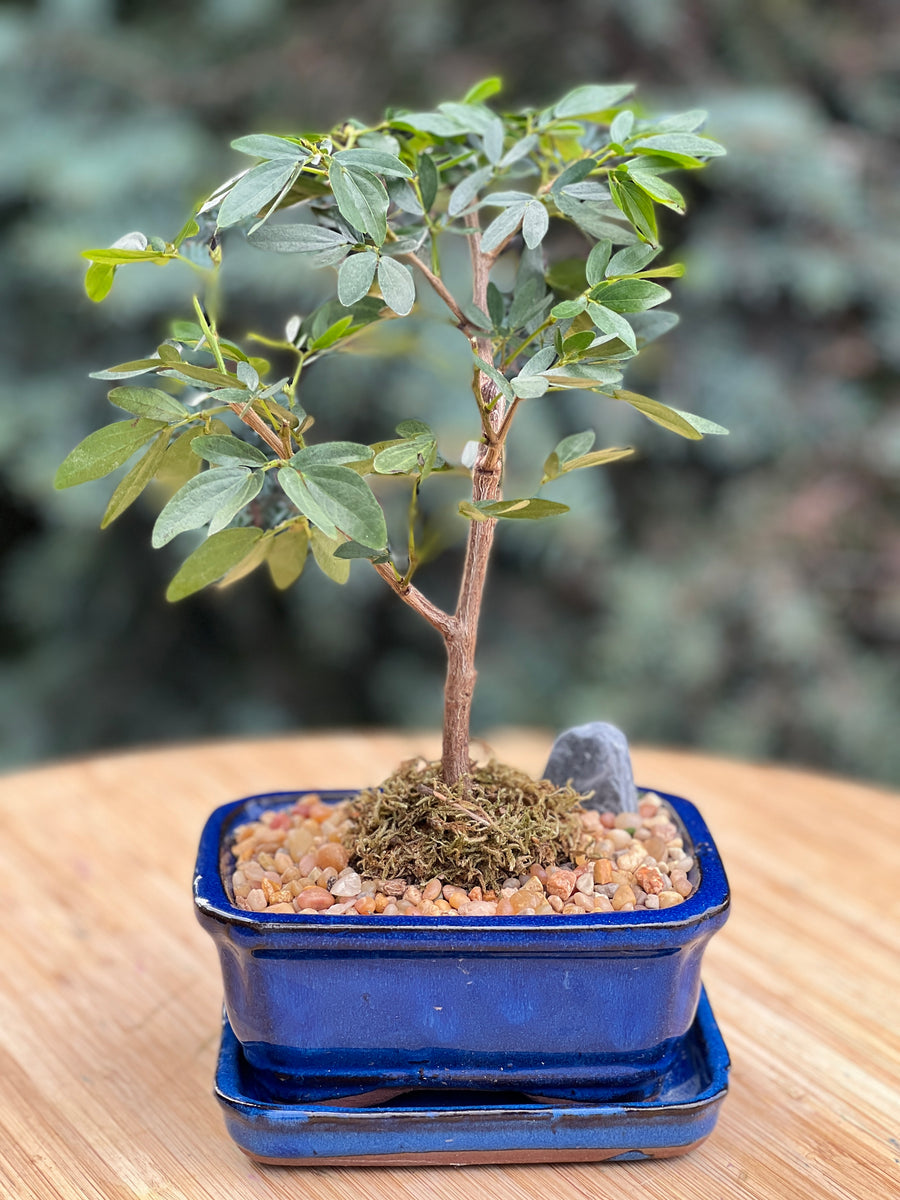 powder puff bonsai tree Powder Puff – Bonsai Ottawa
