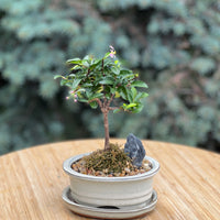 Blooming Malphigia in a ceramic pot
