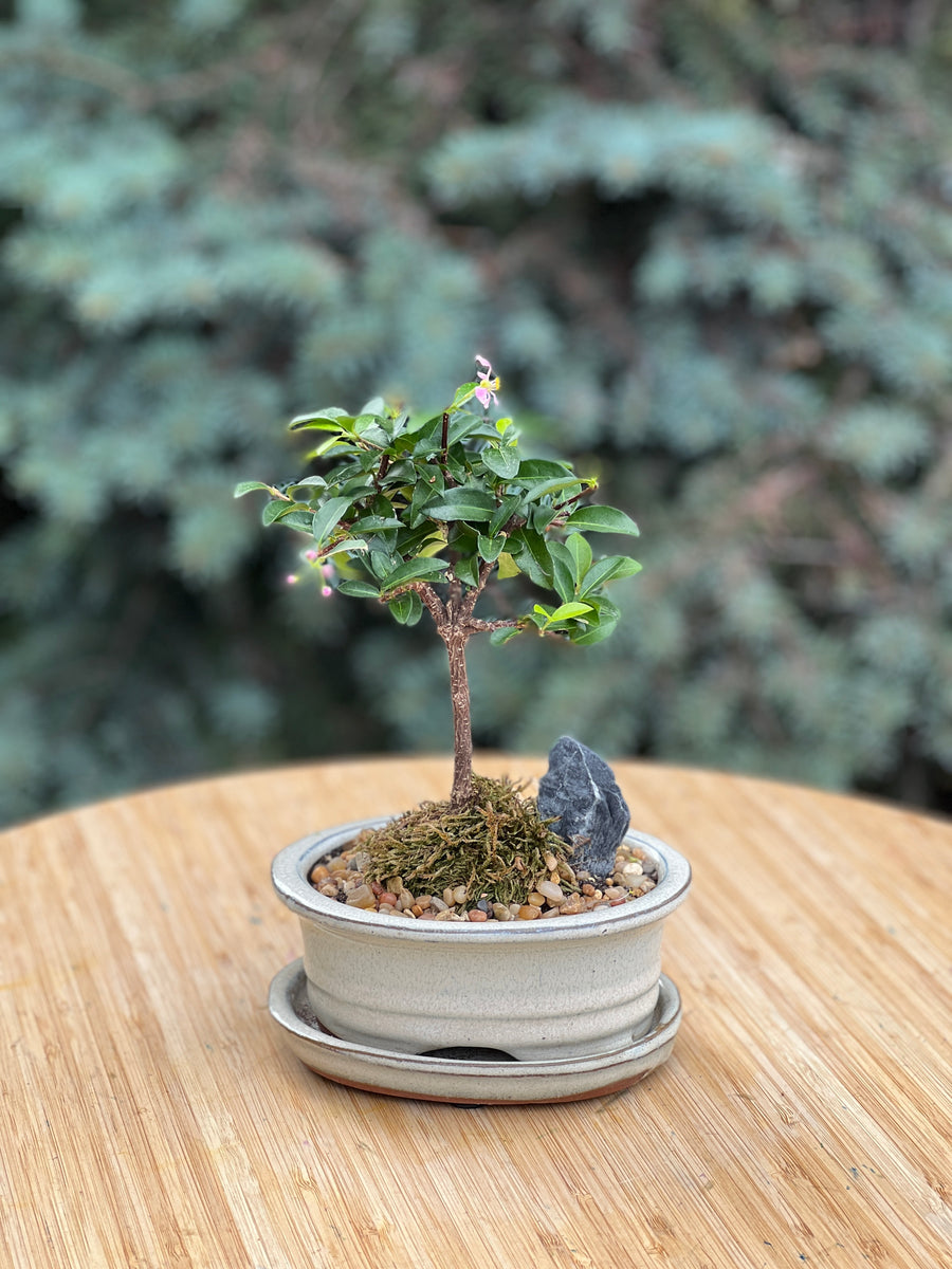 Blooming Malphigia in a ceramic pot