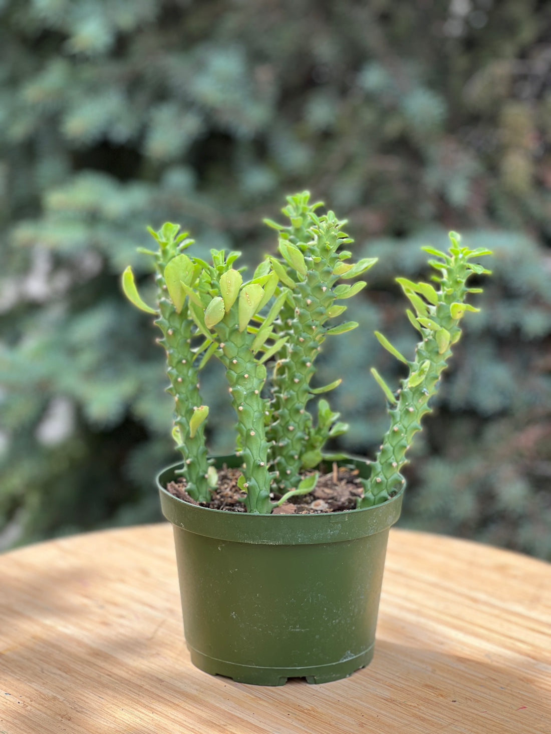 Euphorbia Guentherii in a grower's pot