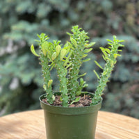 Euphorbia Guentherii in a grower's pot