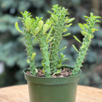 Euphorbia Guentherii in a grower's pot