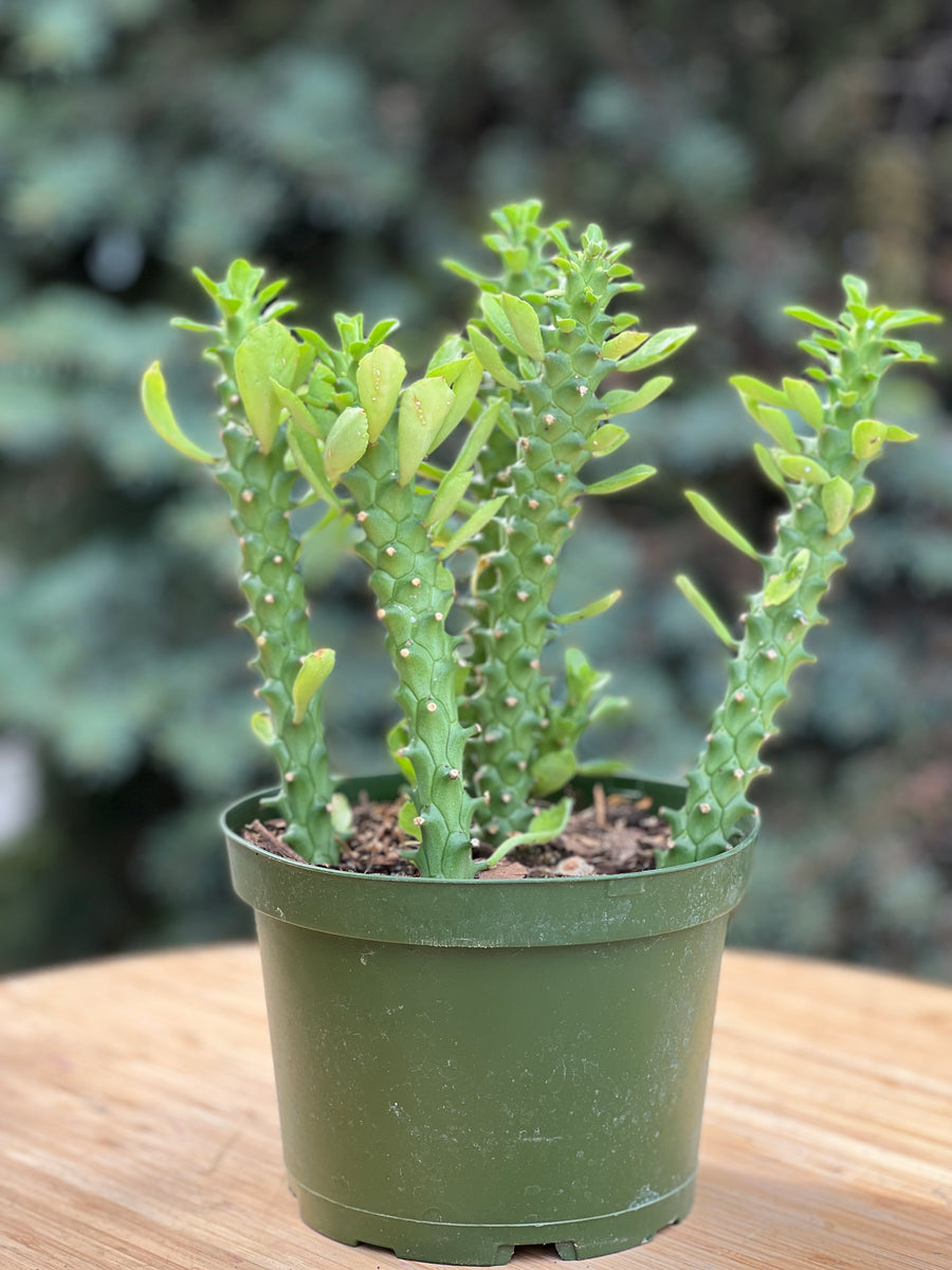Euphorbia Guentherii in a grower's pot