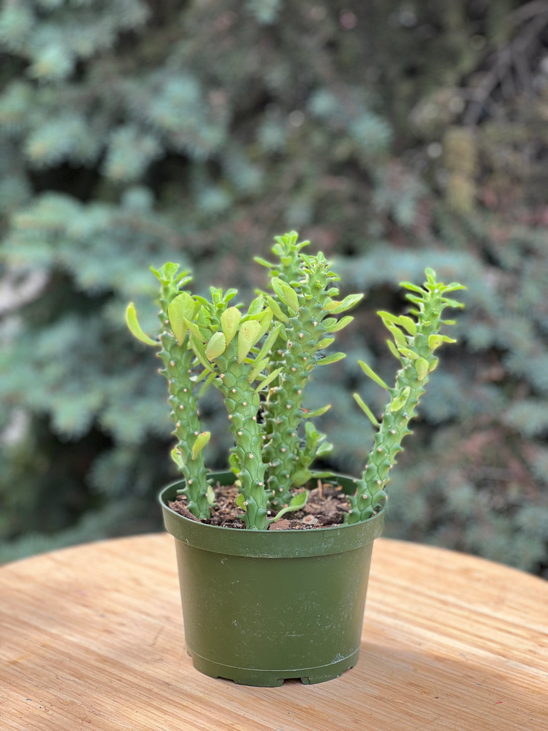 Euphorbia Guentherii in a grower's pot