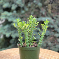 Euphorbia Guentherii in a grower's pot