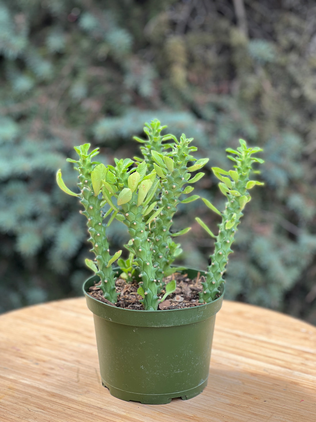 Euphorbia Guentherii in a grower's pot