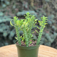 Euphorbia Guentherii in a grower's pot