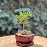 bahama berry in a ceramic pot