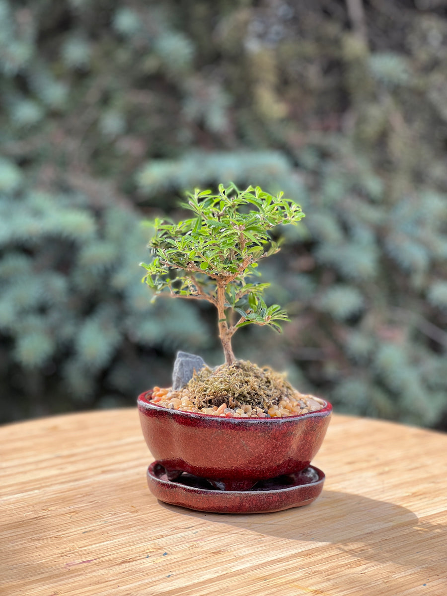 bahama berry in a ceramic pot