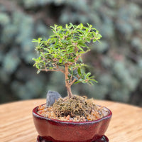 bahama berry in a ceramic pot