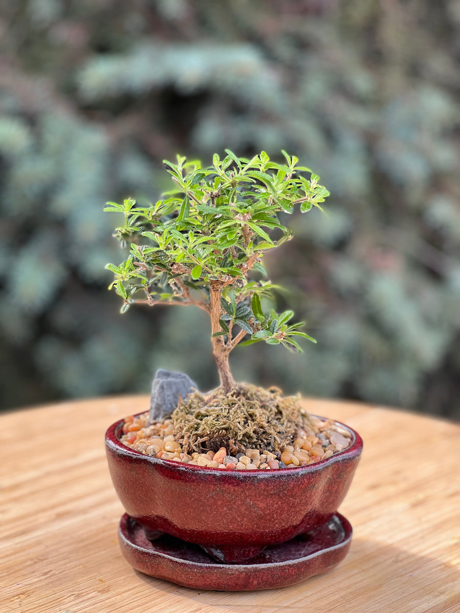 bahama berry in a ceramic pot