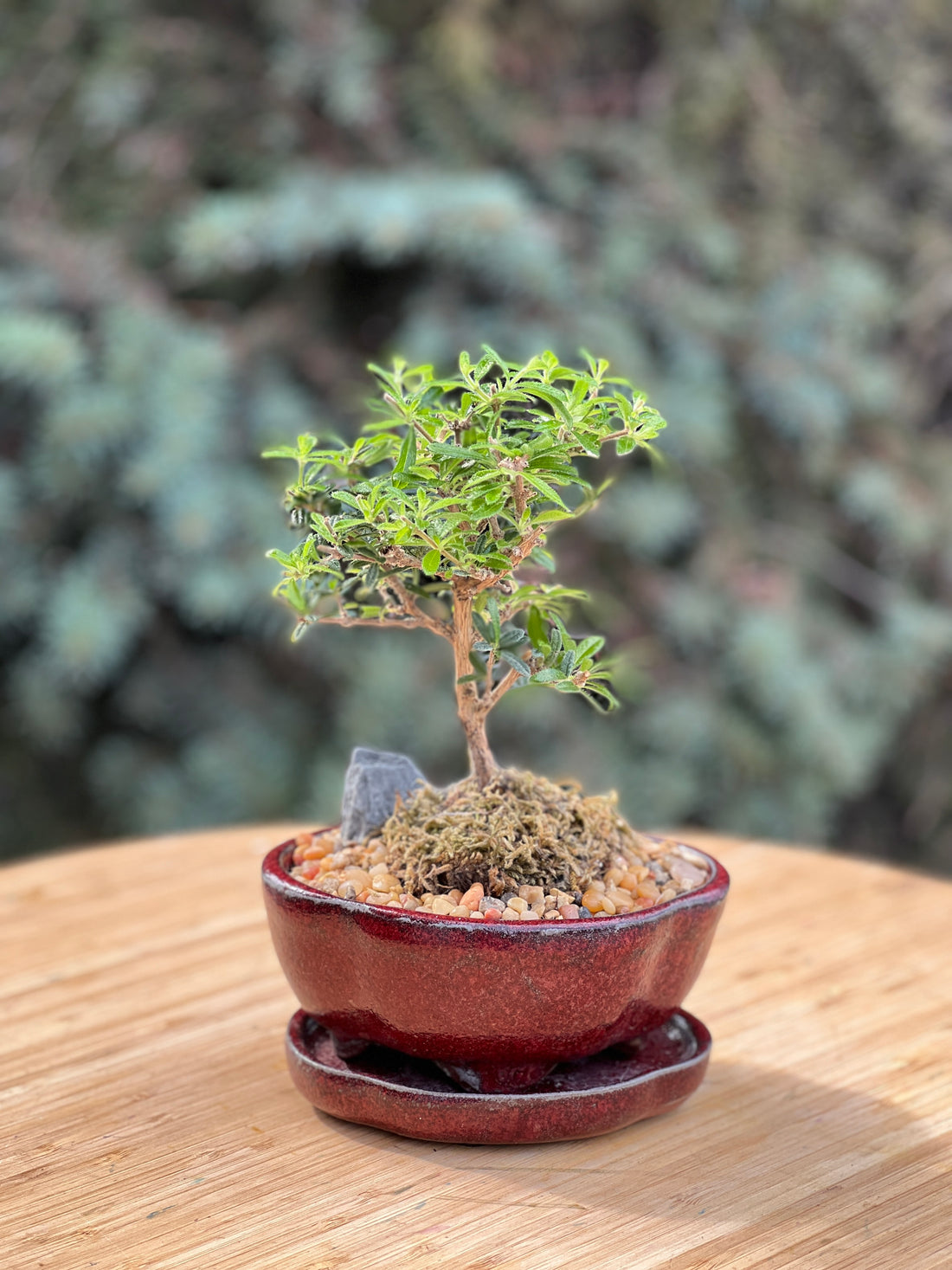 bahama berry in a ceramic pot