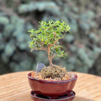 bahama berry in a ceramic pot