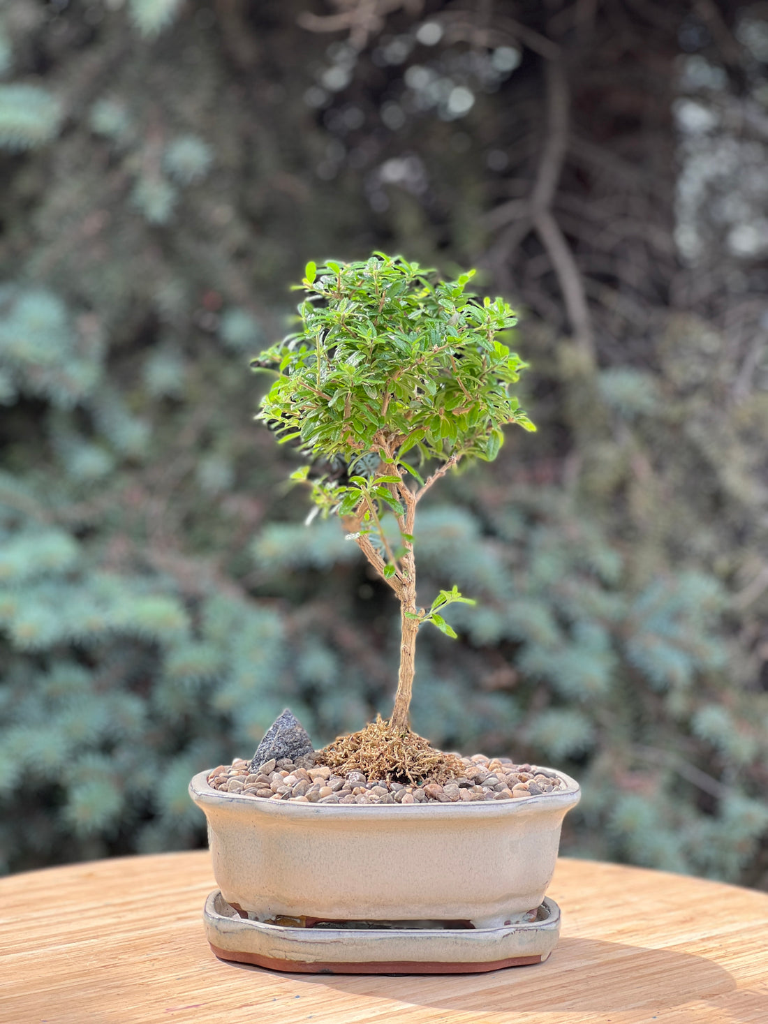 bahama berry in a ceramic pot