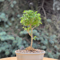 bahama berry in a ceramic pot