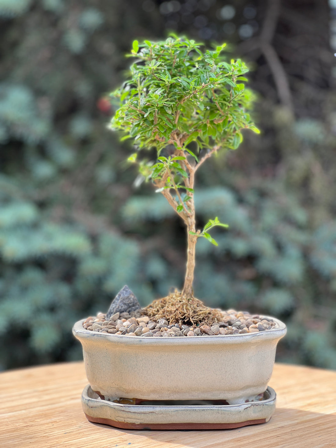 bahama berry in a ceramic pot