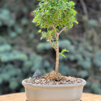 bahama berry in a ceramic pot