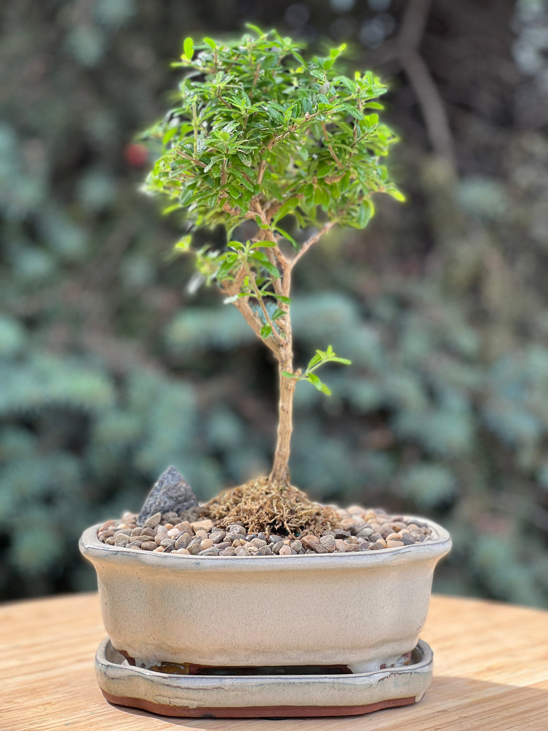 bahama berry in a ceramic pot