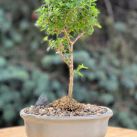 bahama berry in a ceramic pot