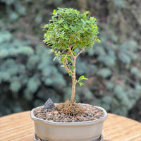 bahama berry in a ceramic pot