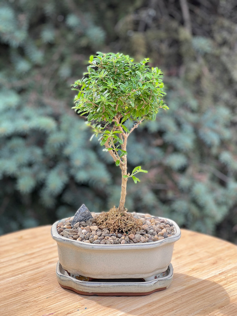 bahama berry in a ceramic pot