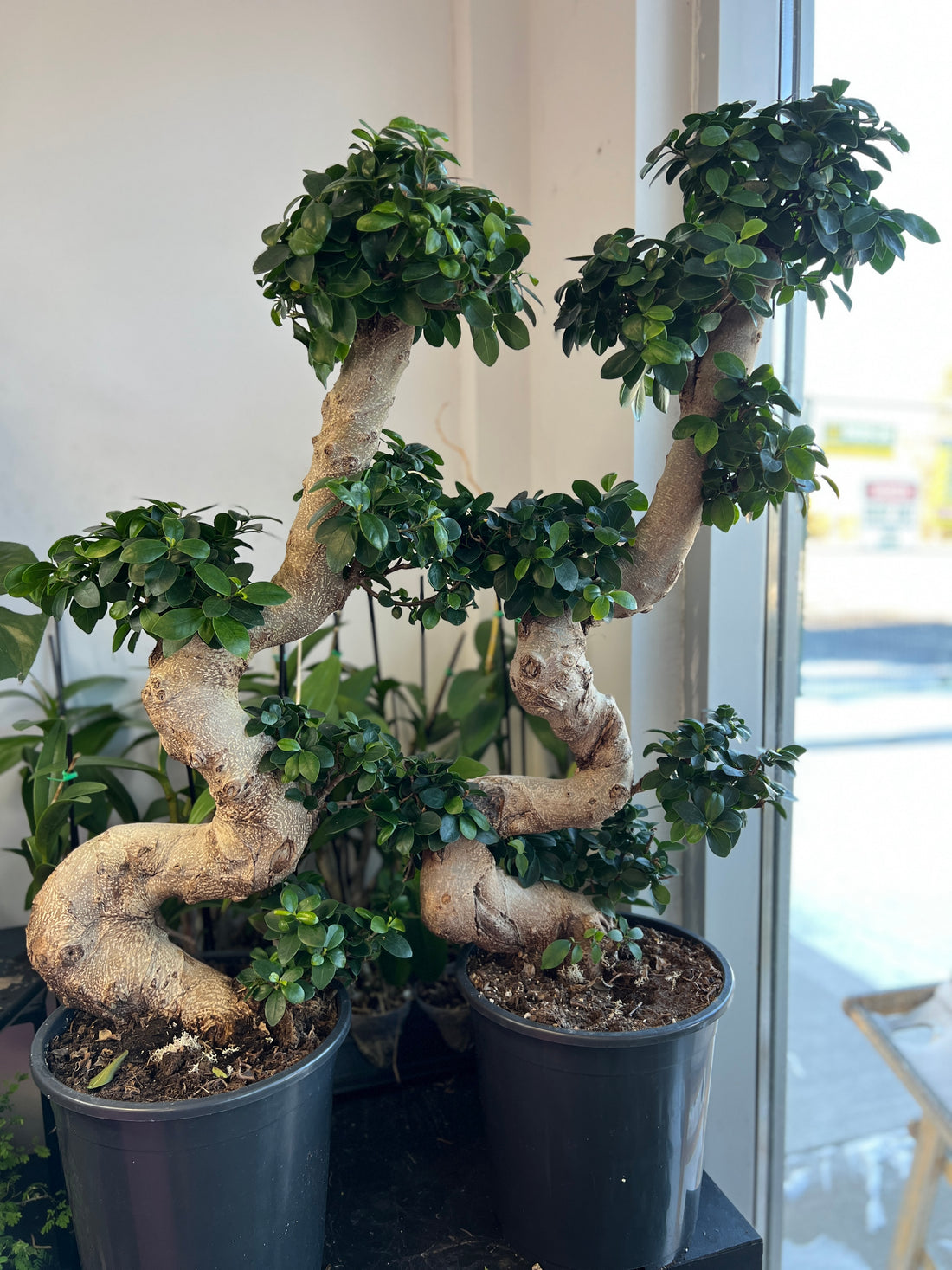 Large Ginseng in a grow pot 