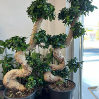 Large Ginseng in a grow pot 