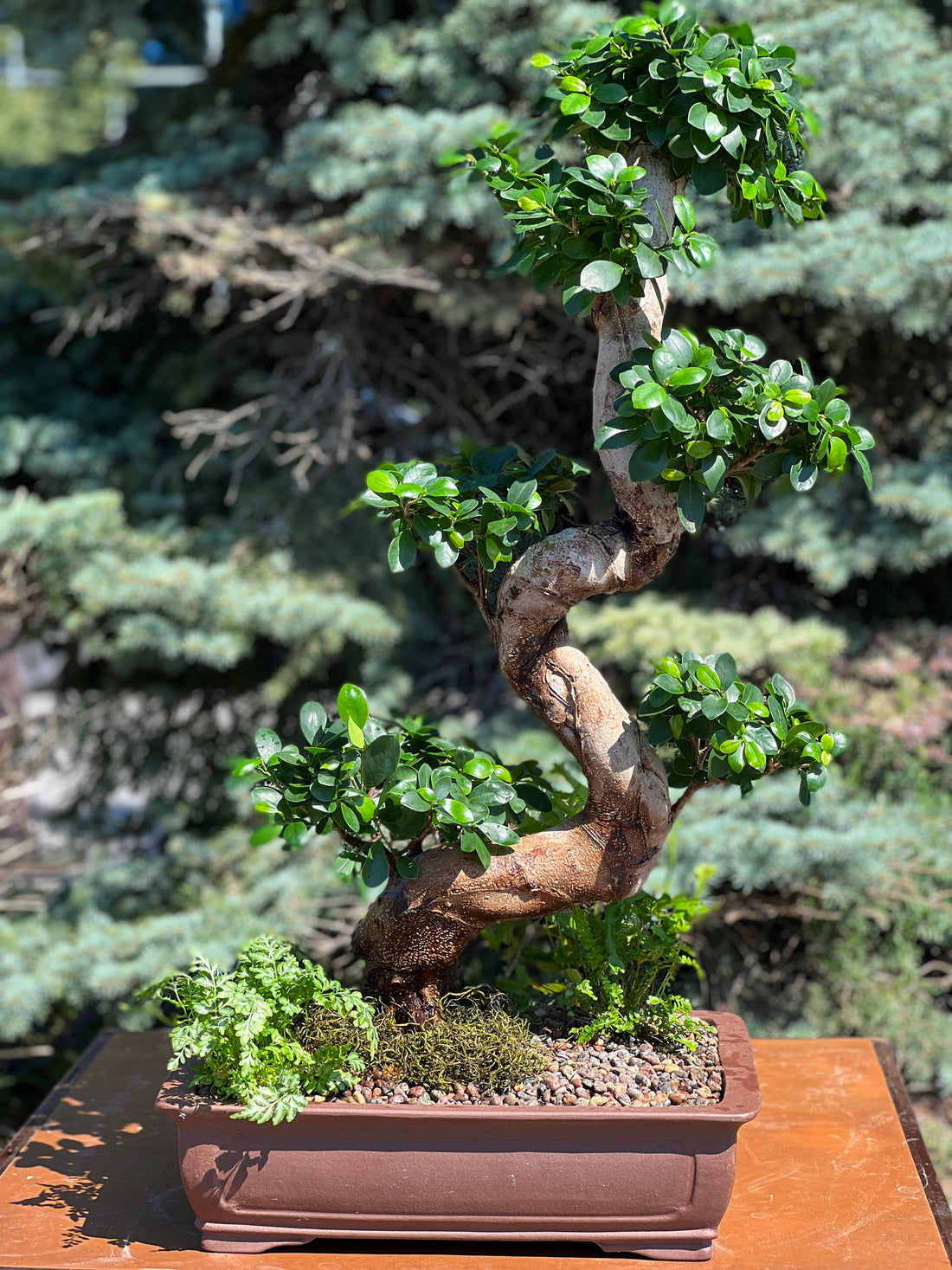 Grand styled Ginseng buy exclusive bonsai online