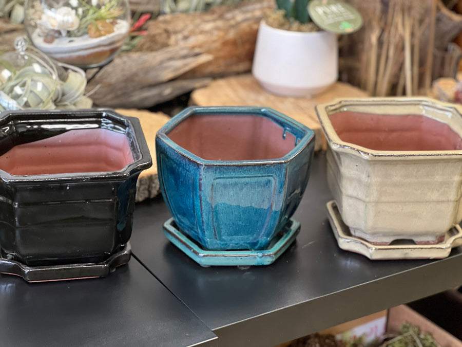 Bonsai plant pot glazed ceramic 8" black, blue and white colours Bonsai Ottawa Shop