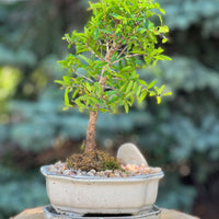Large Pomegranate Height 14", Bonsai Ottawa Shop, buy bonsai online