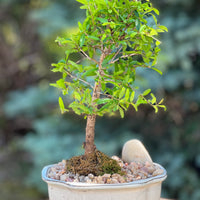Large Pomegranate Height 14", Bonsai Ottawa Shop, buy bonsai online